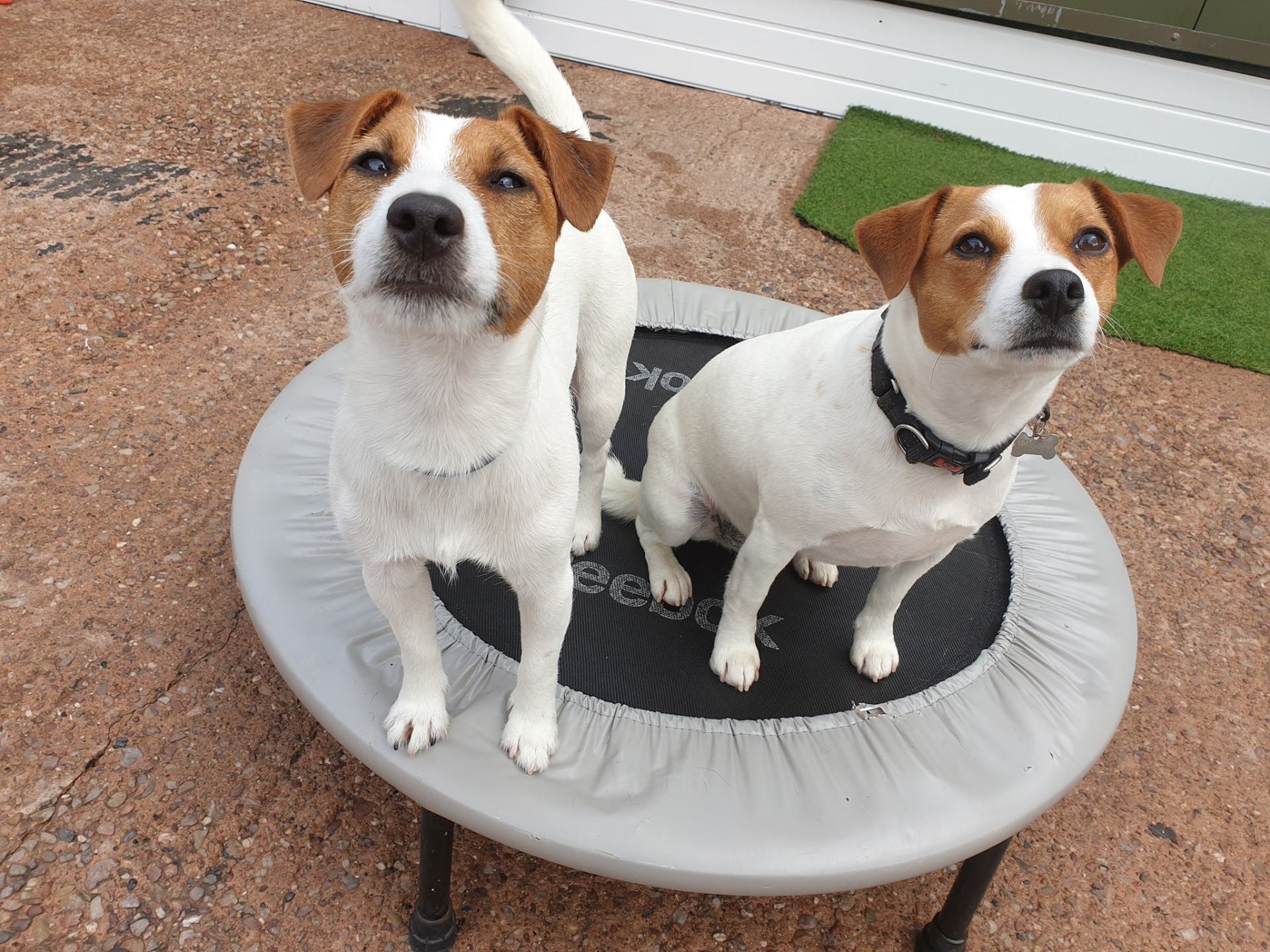 A Dogs Day Out - Pinhoe 24