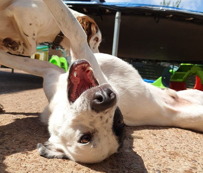 A Dogs Day Out - Pinhoe 1