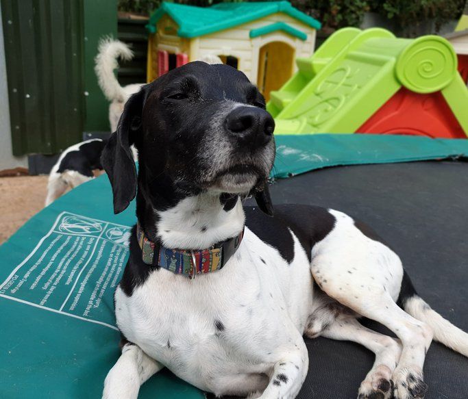 A Dogs Day Out - Pinhoe 8