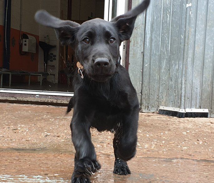 A Dogs Day Out - Pinhoe 9