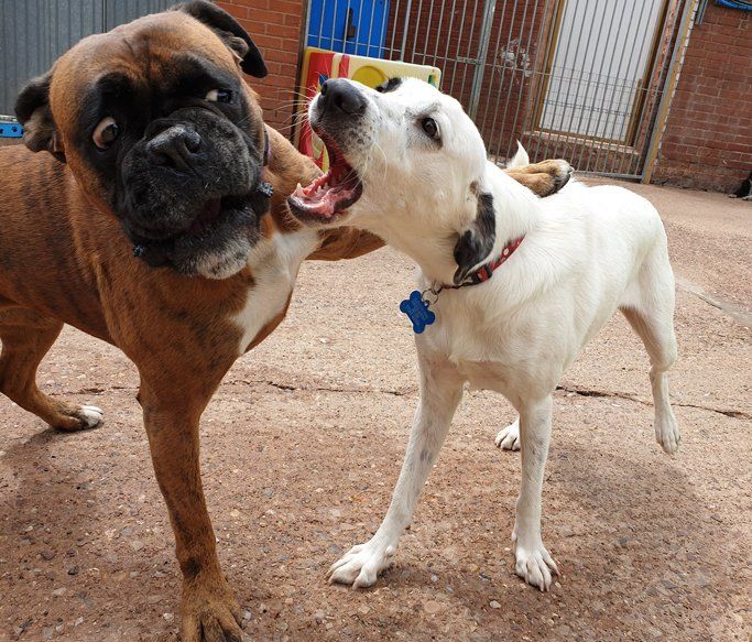 A Dogs Day Out - Pinhoe 10