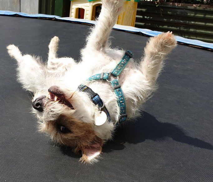 A Dogs Day Out - Pinhoe 11