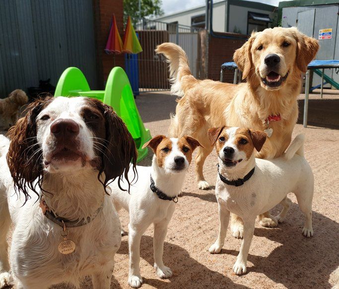 A Dogs Day Out - Pinhoe 12