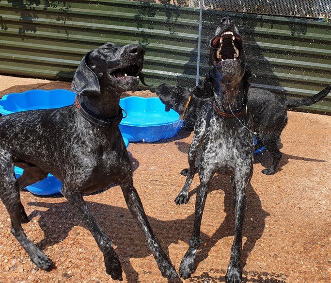 A Dogs Day Out - Pinhoe 13