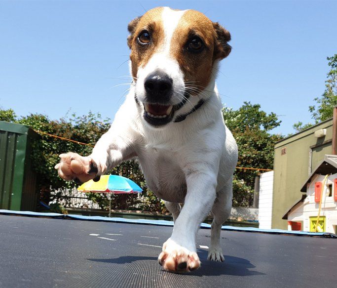 A Dogs Day Out - Pinhoe 14