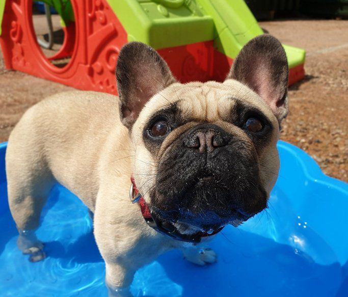 A Dogs Day Out - Pinhoe 15