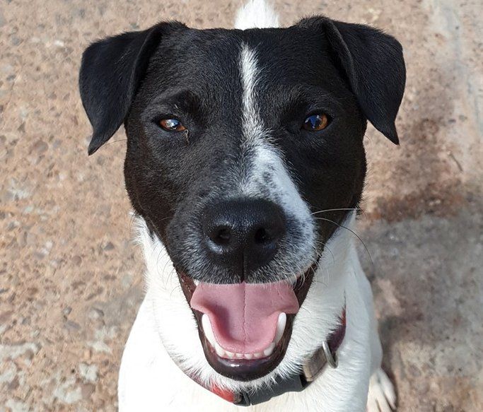 A Dogs Day Out - Pinhoe 16