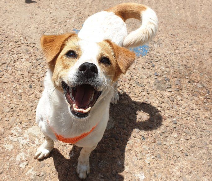 A Dogs Day Out - Pinhoe 2