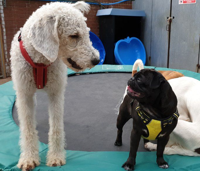 A Dogs Day Out - Pinhoe 3