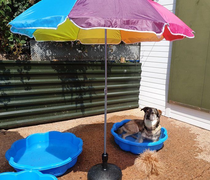 A Dogs Day Out - Pinhoe 4