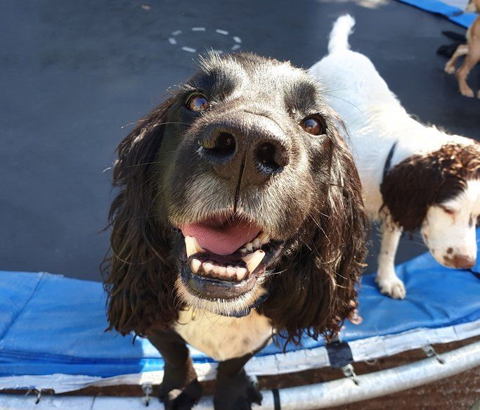 A Dogs Day Out - Pinhoe 5