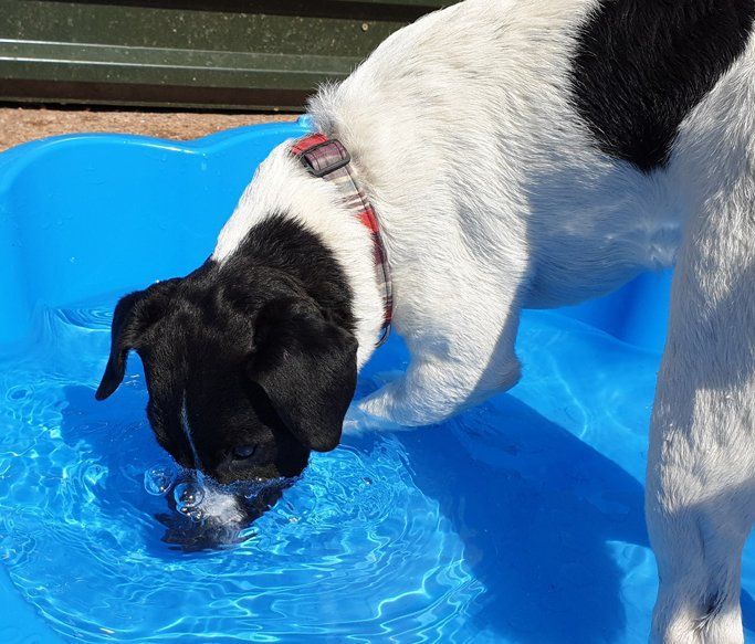 A Dogs Day Out - Pinhoe 6