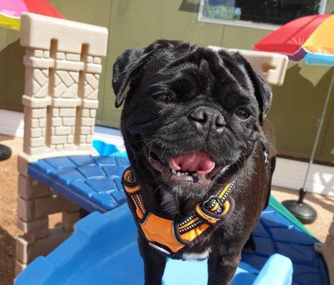 A Dogs Day Out - Pinhoe 7