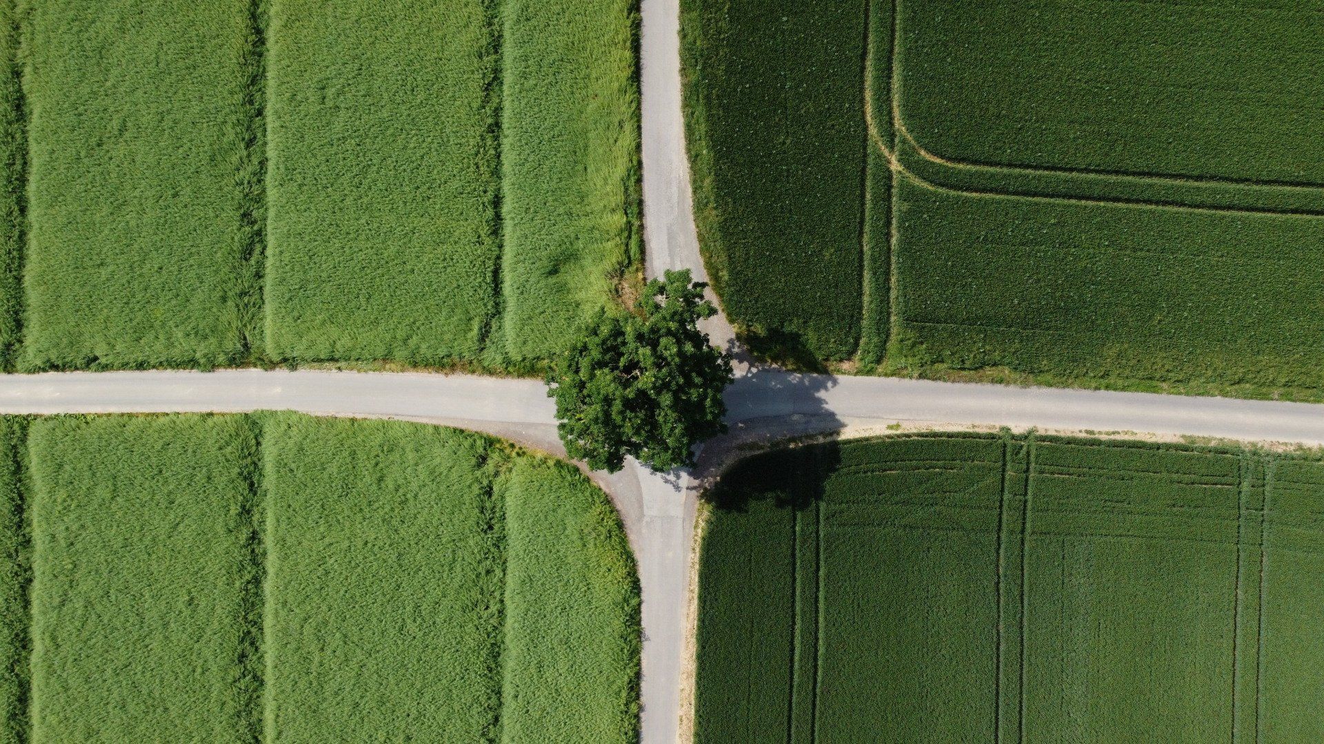 Vista aérea de cuatro campos verdes atravesados ​​por una encrucijada, con un árbol en el centro.