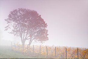Fog - Tree in Chesterton IN