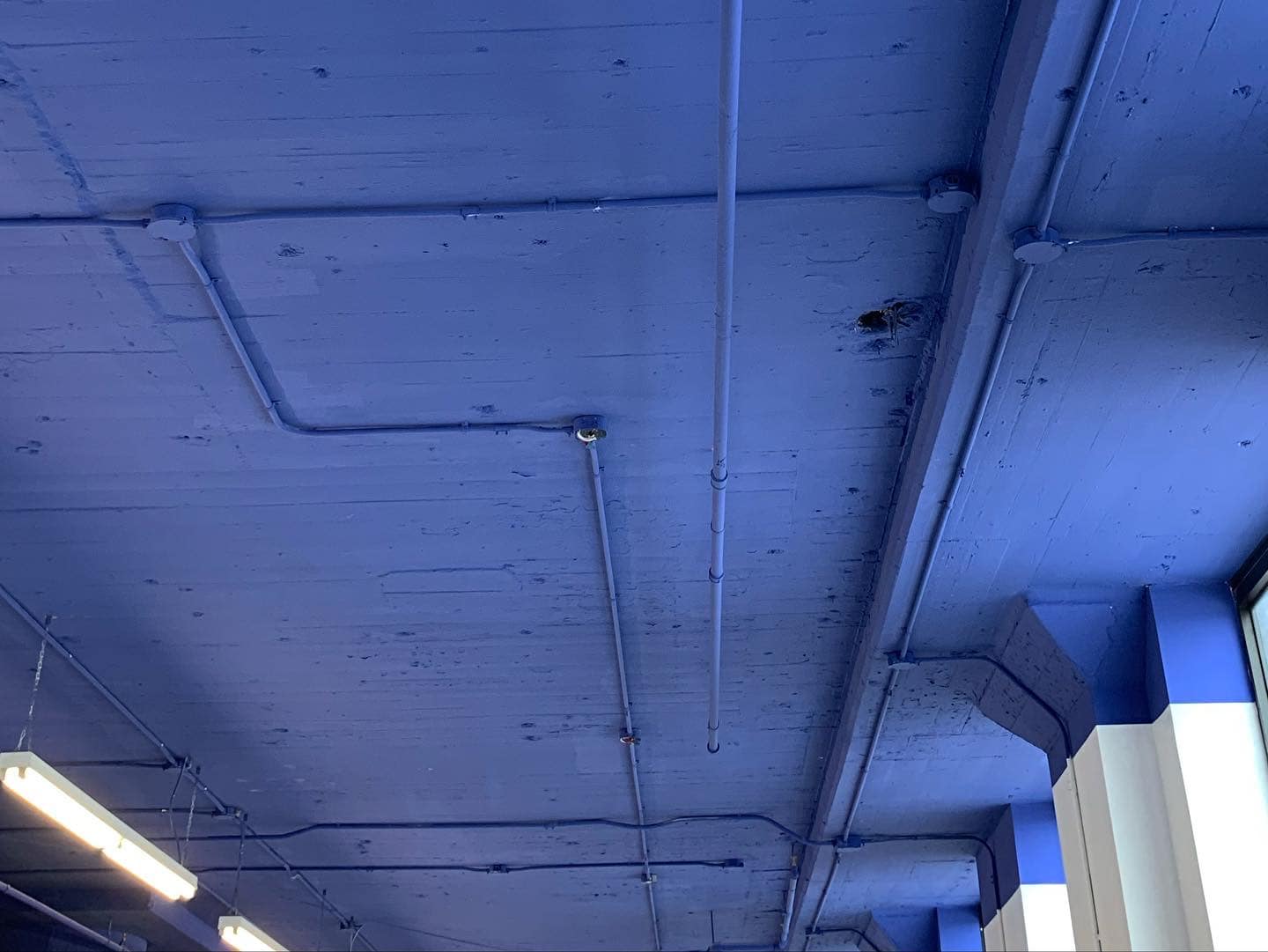 Un plafond bleu avec beaucoup de fils qui y pendent.