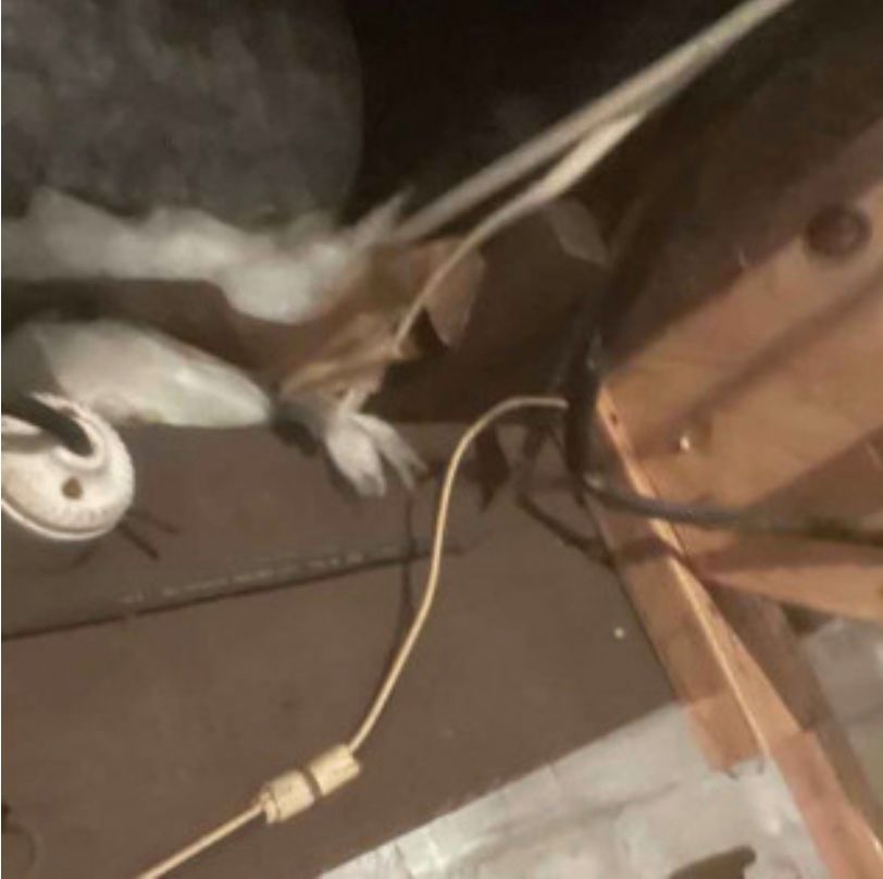 A cat is laying on the floor next to a cord.