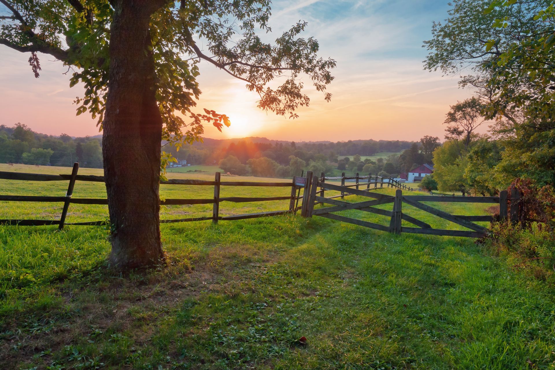 Sunset over a green meadow and wooden fence, with a tree in the foreground.