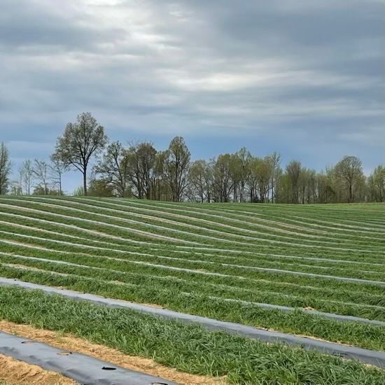 Natural State Berries fields