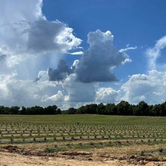 field of blackberries