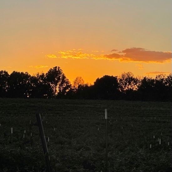 sunset over blackberry farm