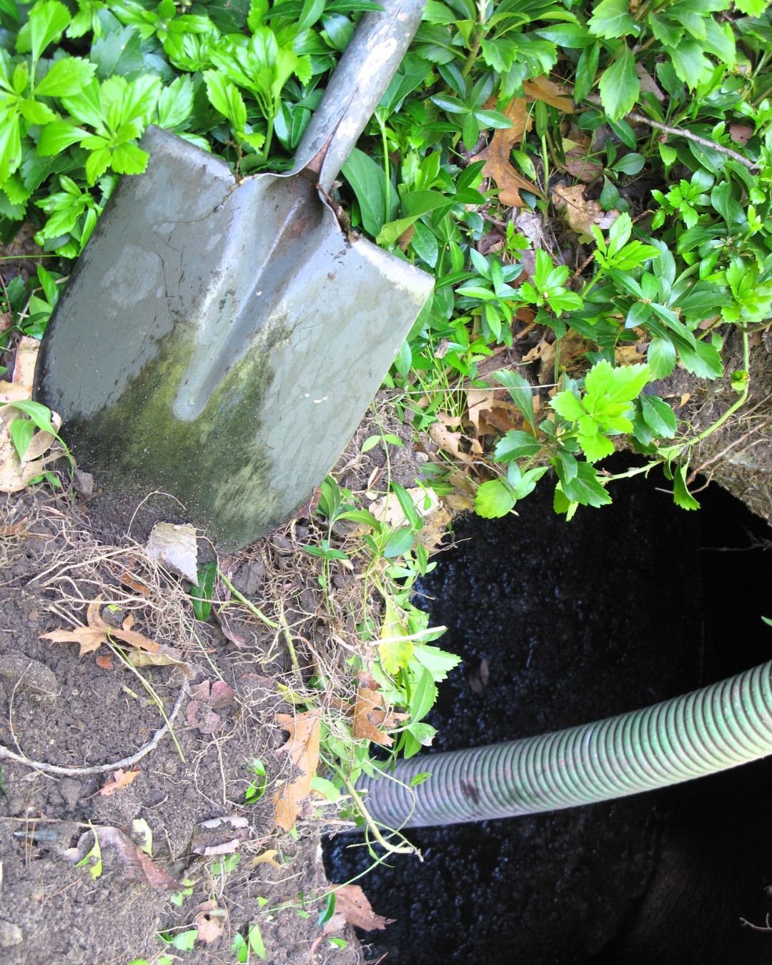 Shovel leaning over a dark hole with a green hose, surrounded by dirt and green plants.