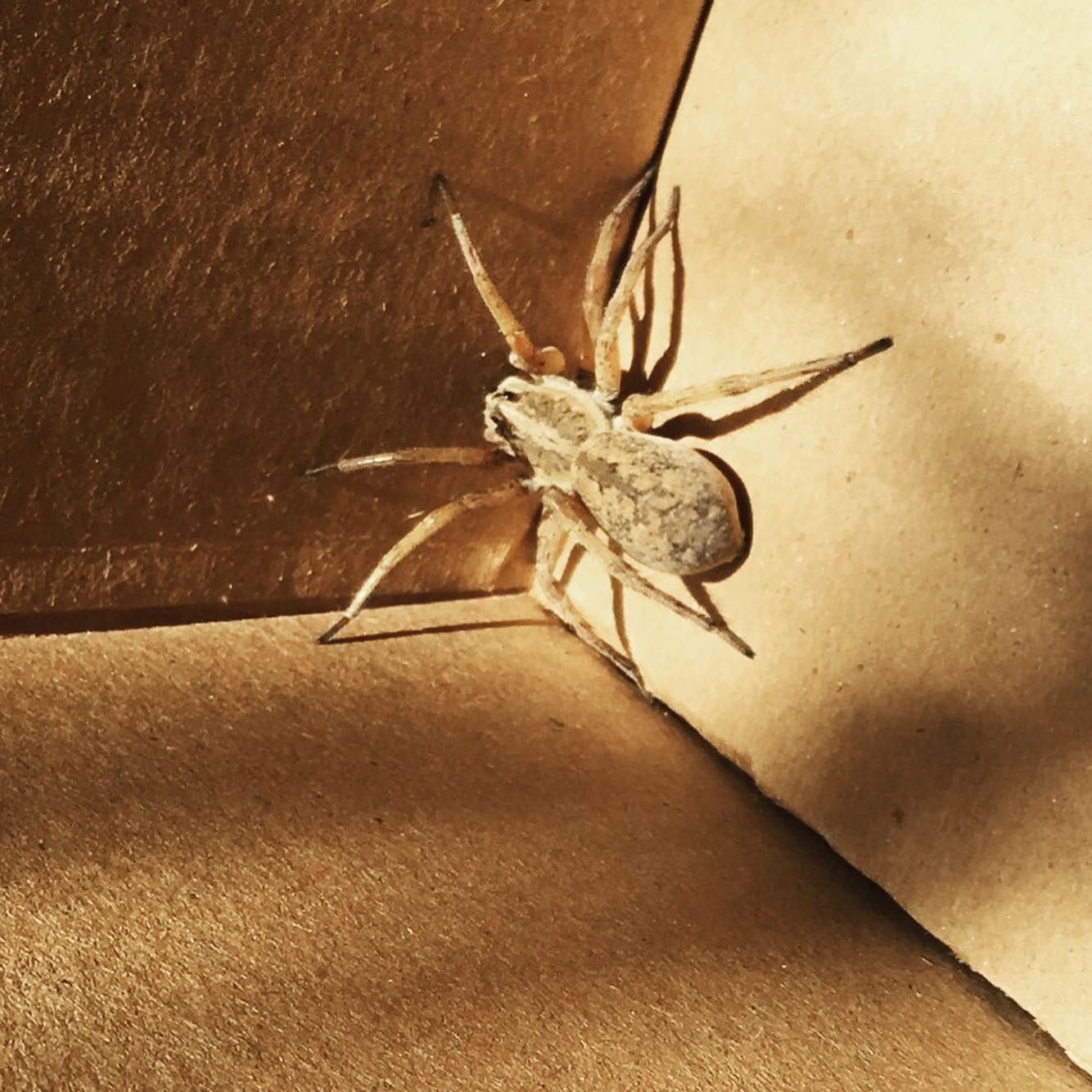 A spider is sitting on a piece of paper