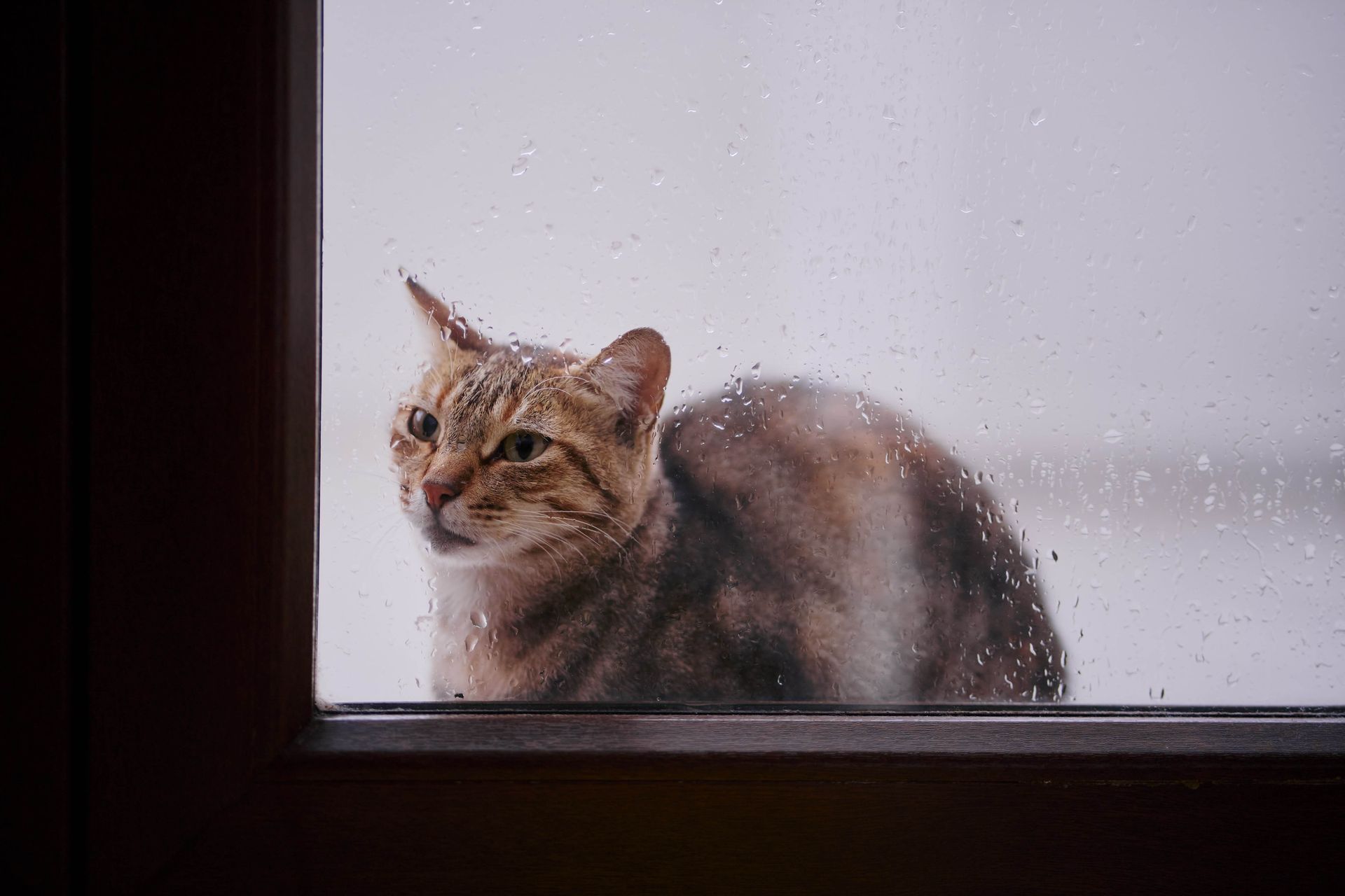 cat waiting outside of door