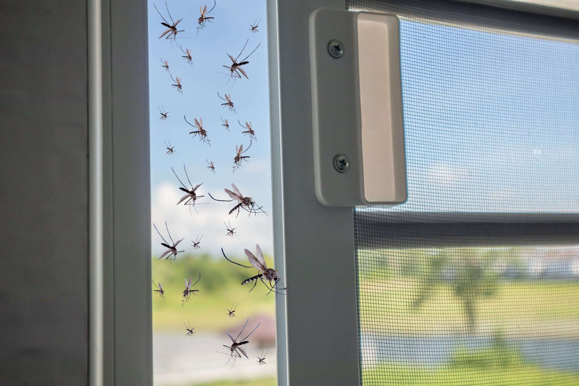 Mosquitos entering a house from an open door