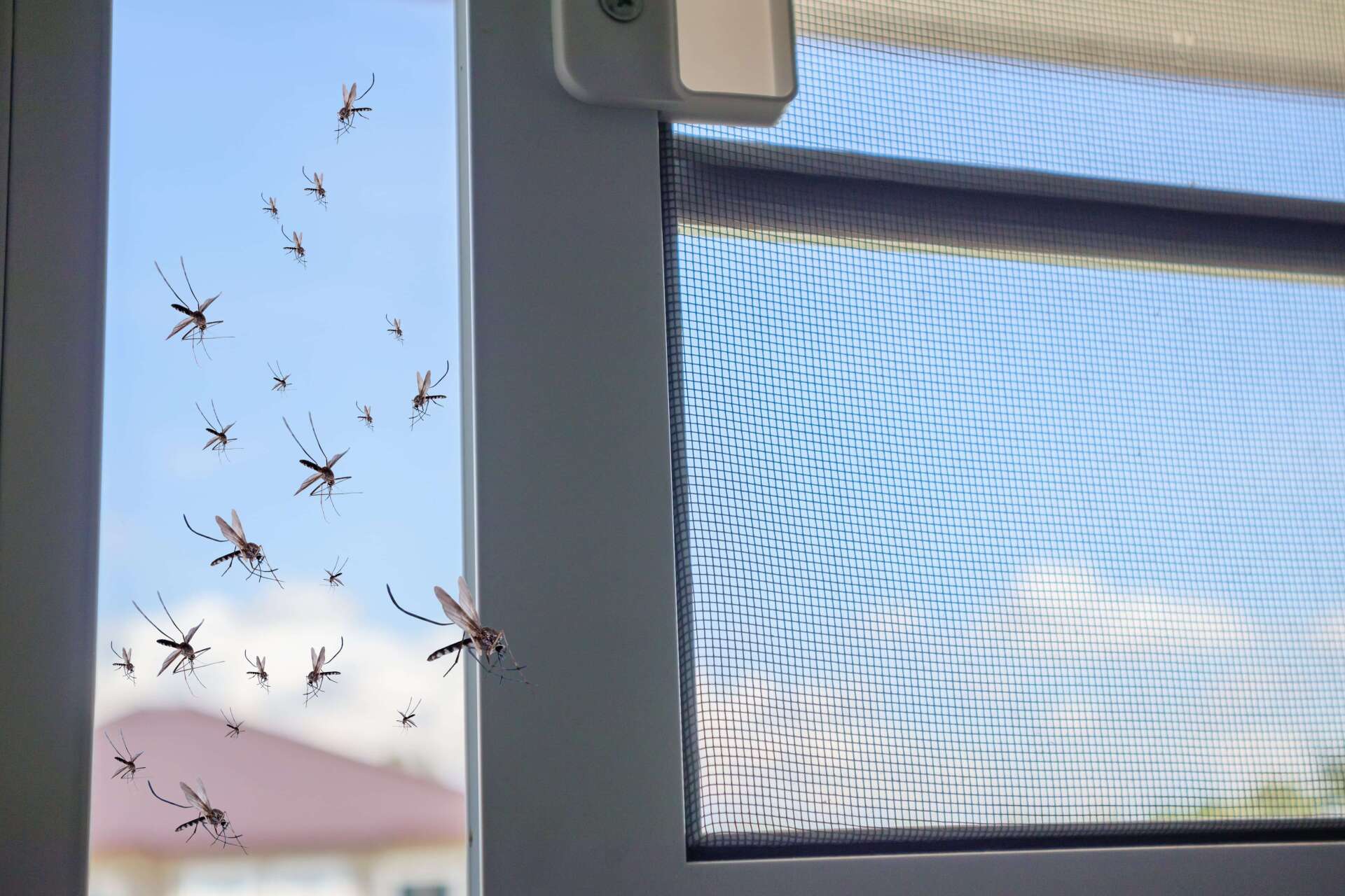 Open door screen letting mosquitos in