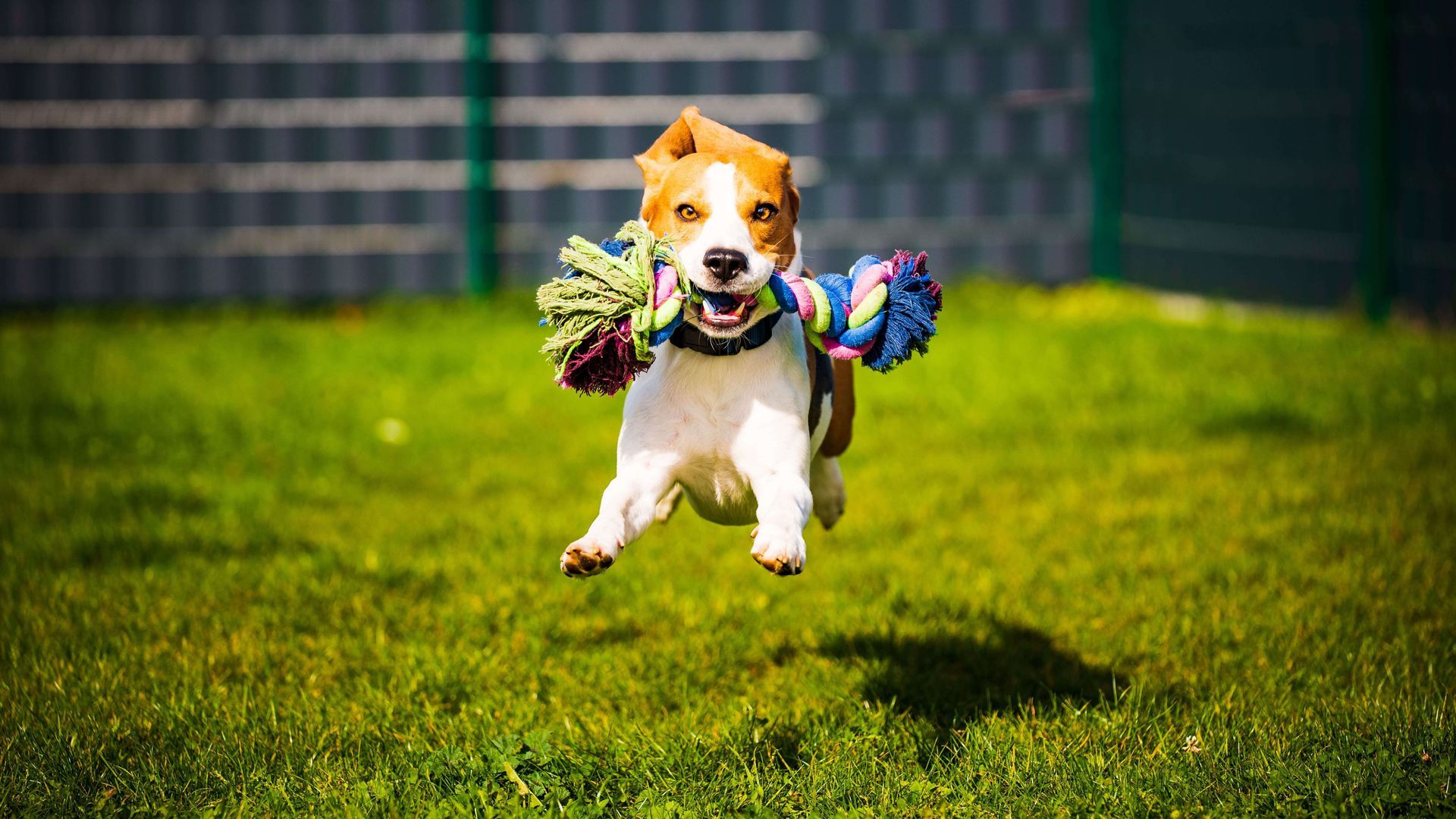 dog running with toy