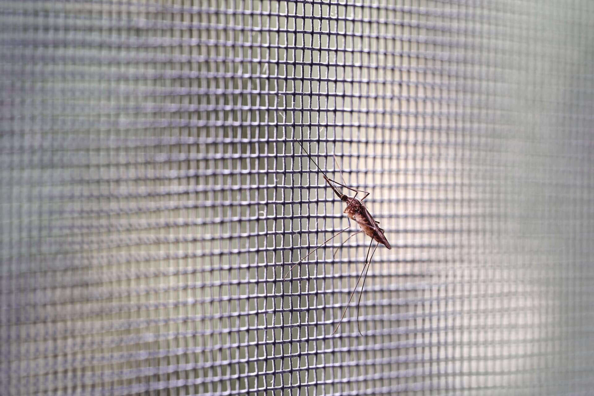 Mosquito sitting on a patio screen door