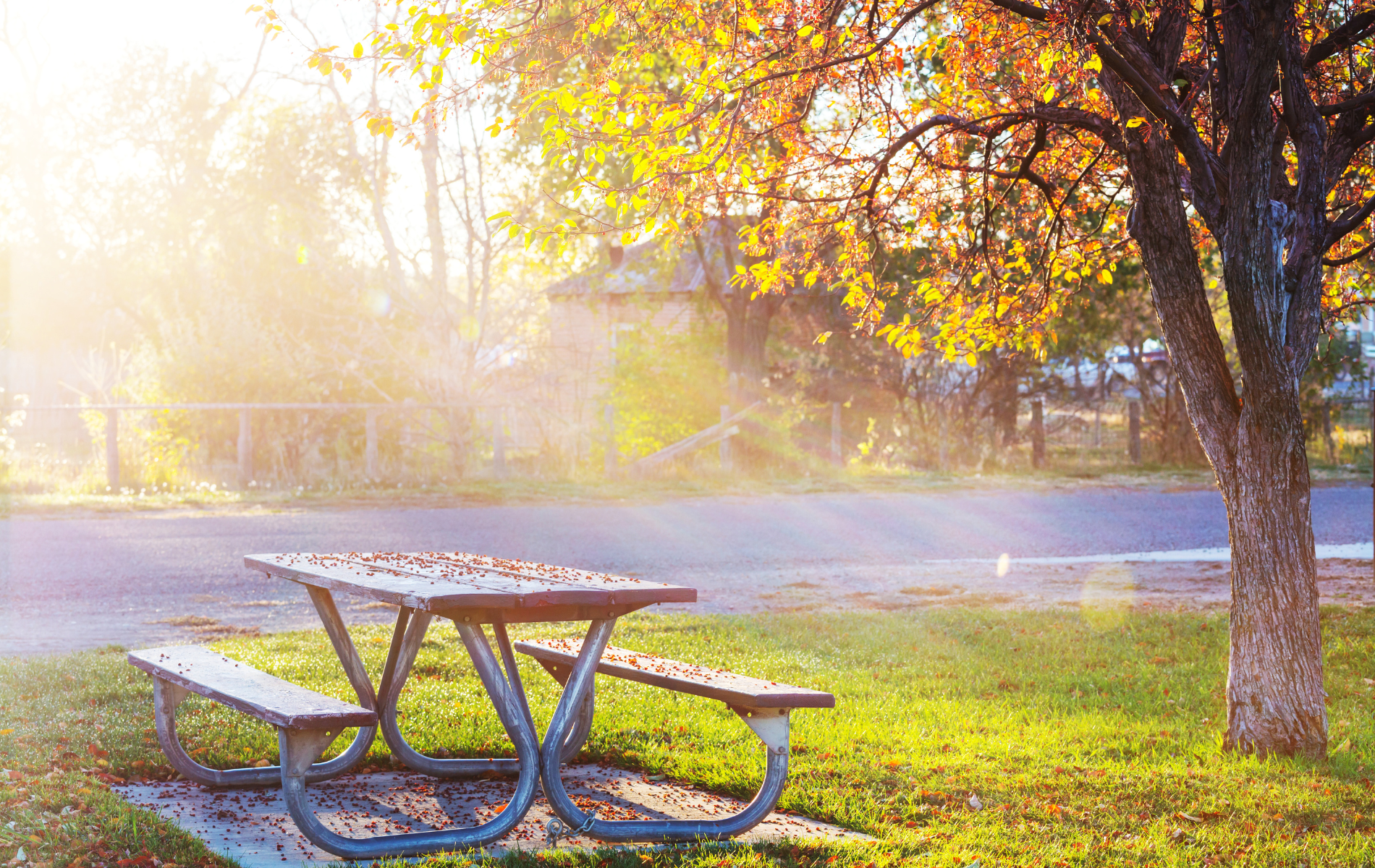 Picnic table under a tree with yellow leaves, bathed in sunlight.