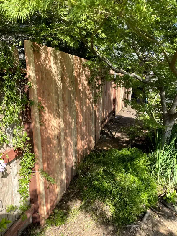 A wooden fence is surrounded by trees in a backyard.