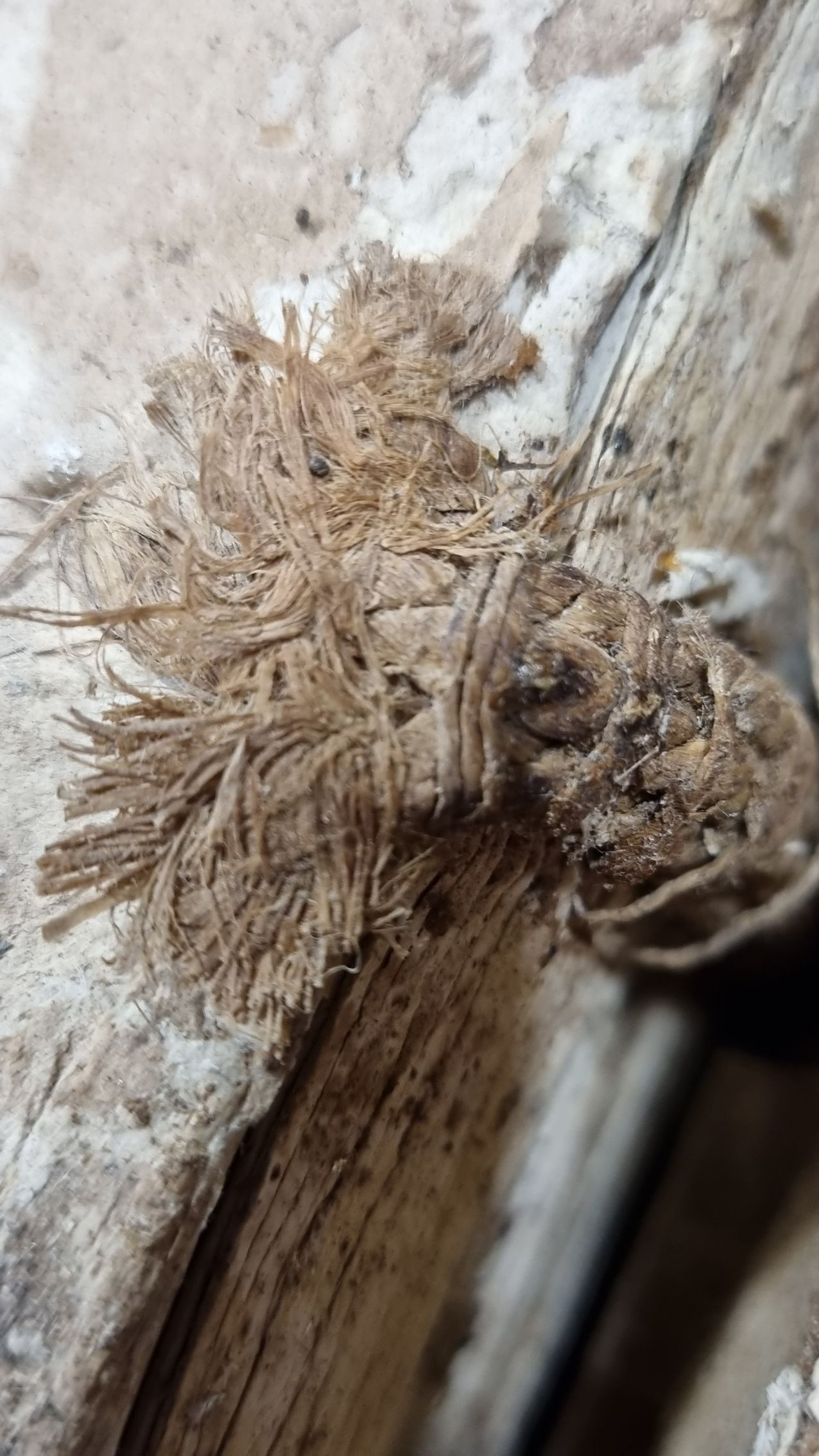 Un gros plan d'une araignée sur un morceau de bois.