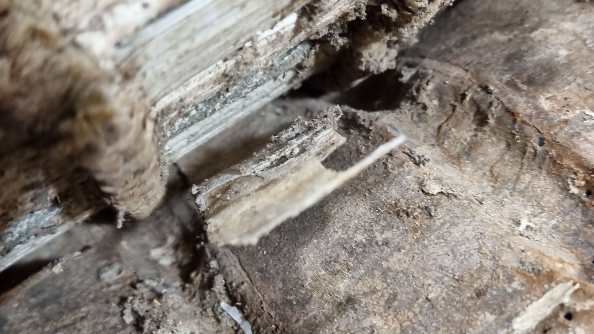 Un gros plan d'un morceau de bois sur le sol.