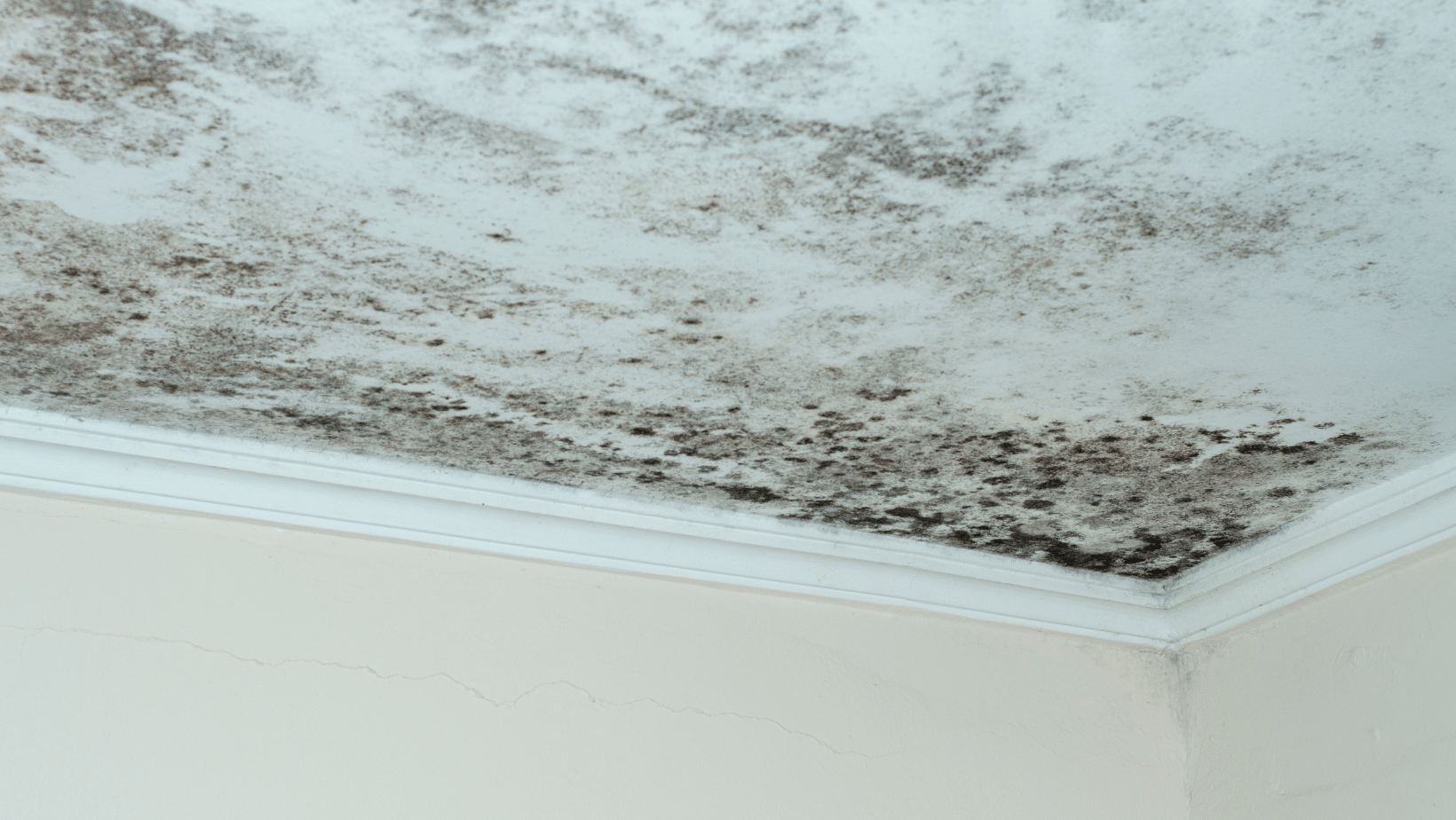 Impact of Mold on Indoor Air Quality