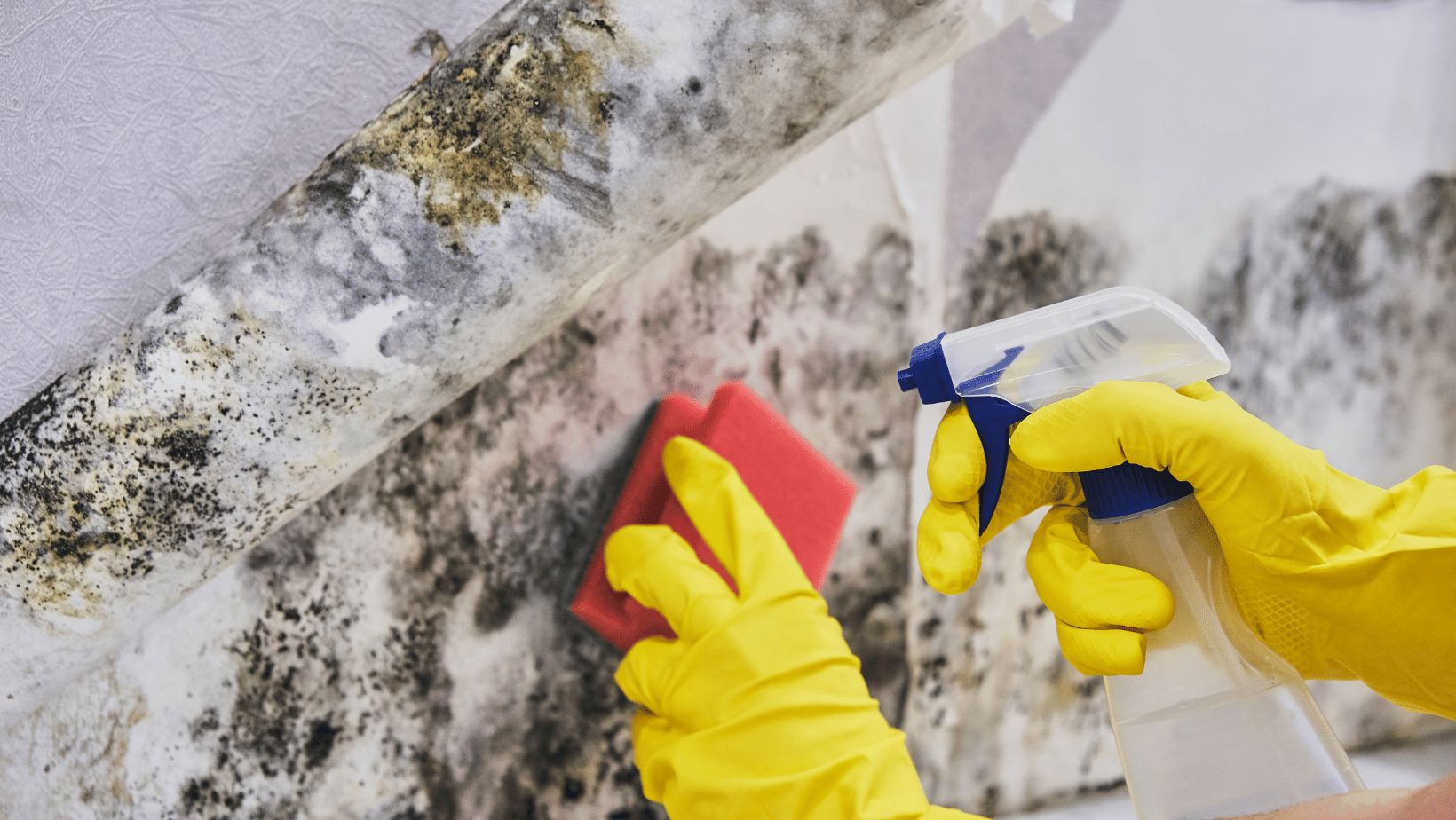 Mold Damage and Insurance Coverage in Louisiana