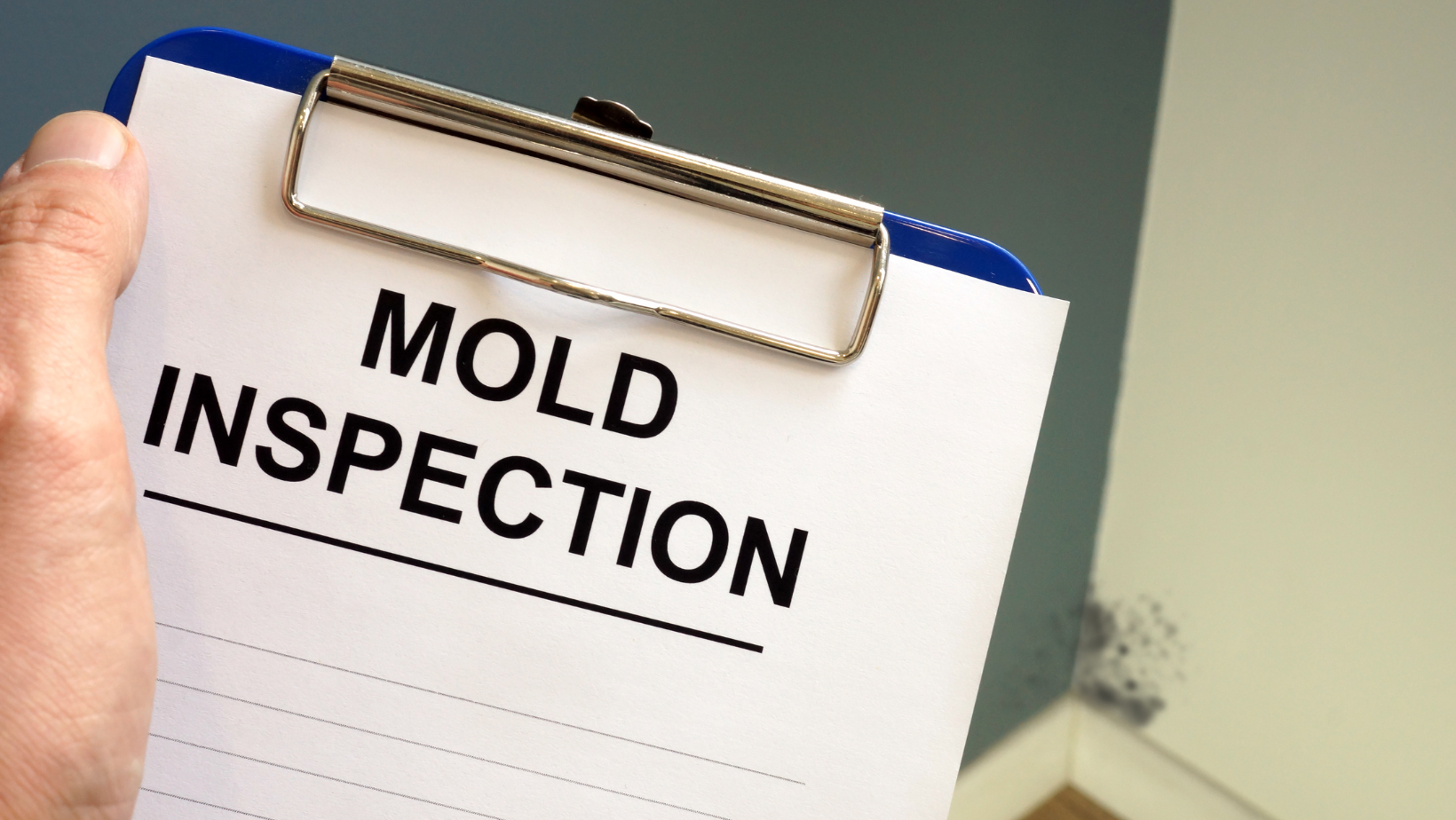 Mold Remediation and Prevention Techniques
