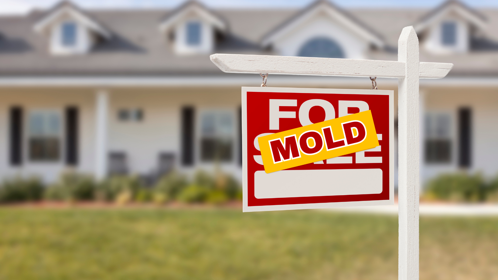 The Mold Menace How Mold Infestation Can Diminish Property Values in Louisiana