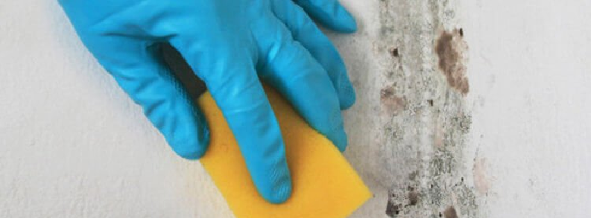 diy mold remediation