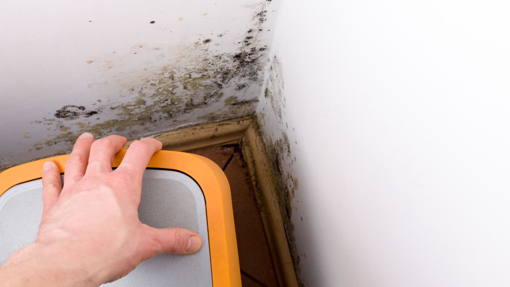 identifying mold issues in prospective homes in Lake Charles, LA