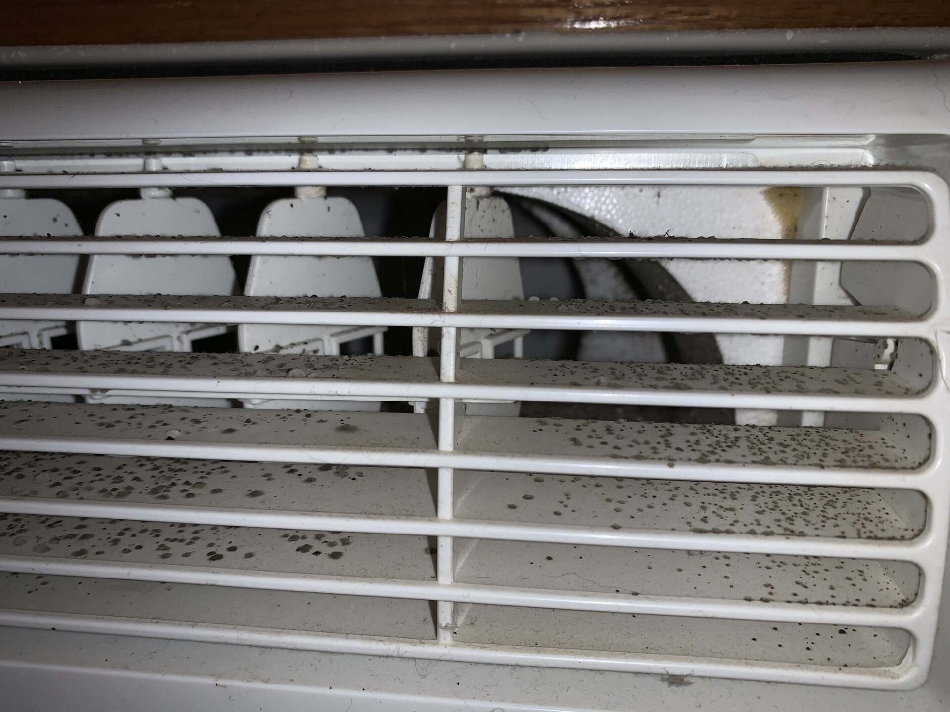 Can mold grow in my HVAC system?