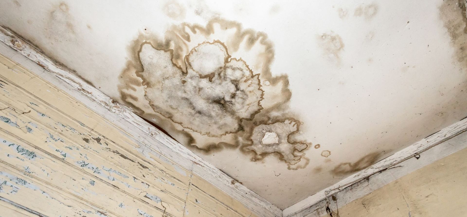 Determining When to Seek Professional Mold Remediation Service