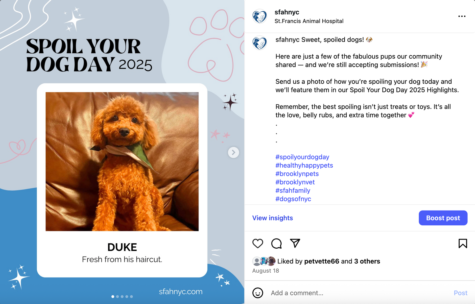 A brown poodle, Duke, sits in a chair with a fresh haircut, featured in a