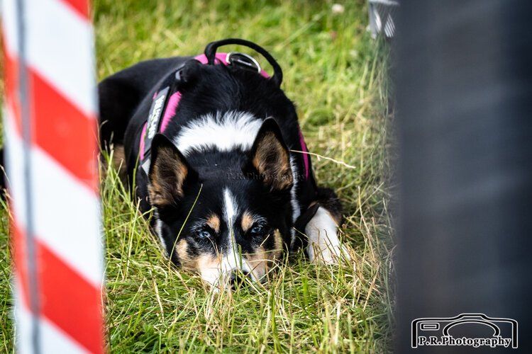 A black and white dog is laying in the grass