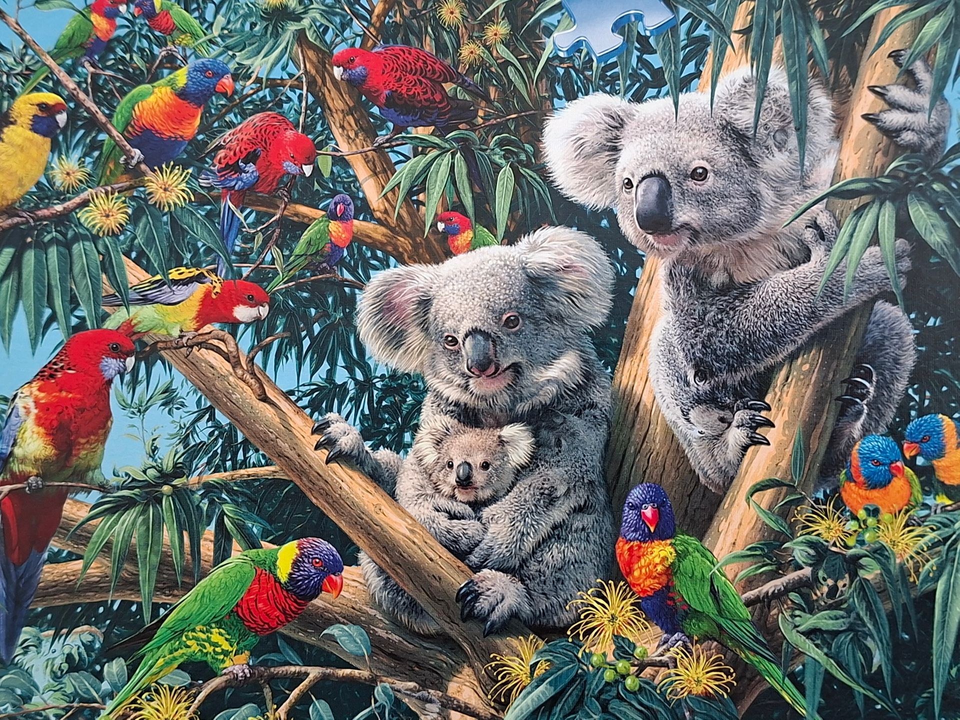 Ravensburger legpuzzel Koala's in de boom - 500 stukjes