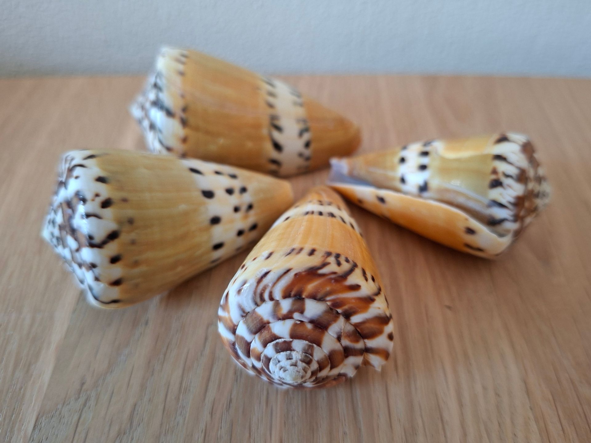 Conus Capitaneus schelp