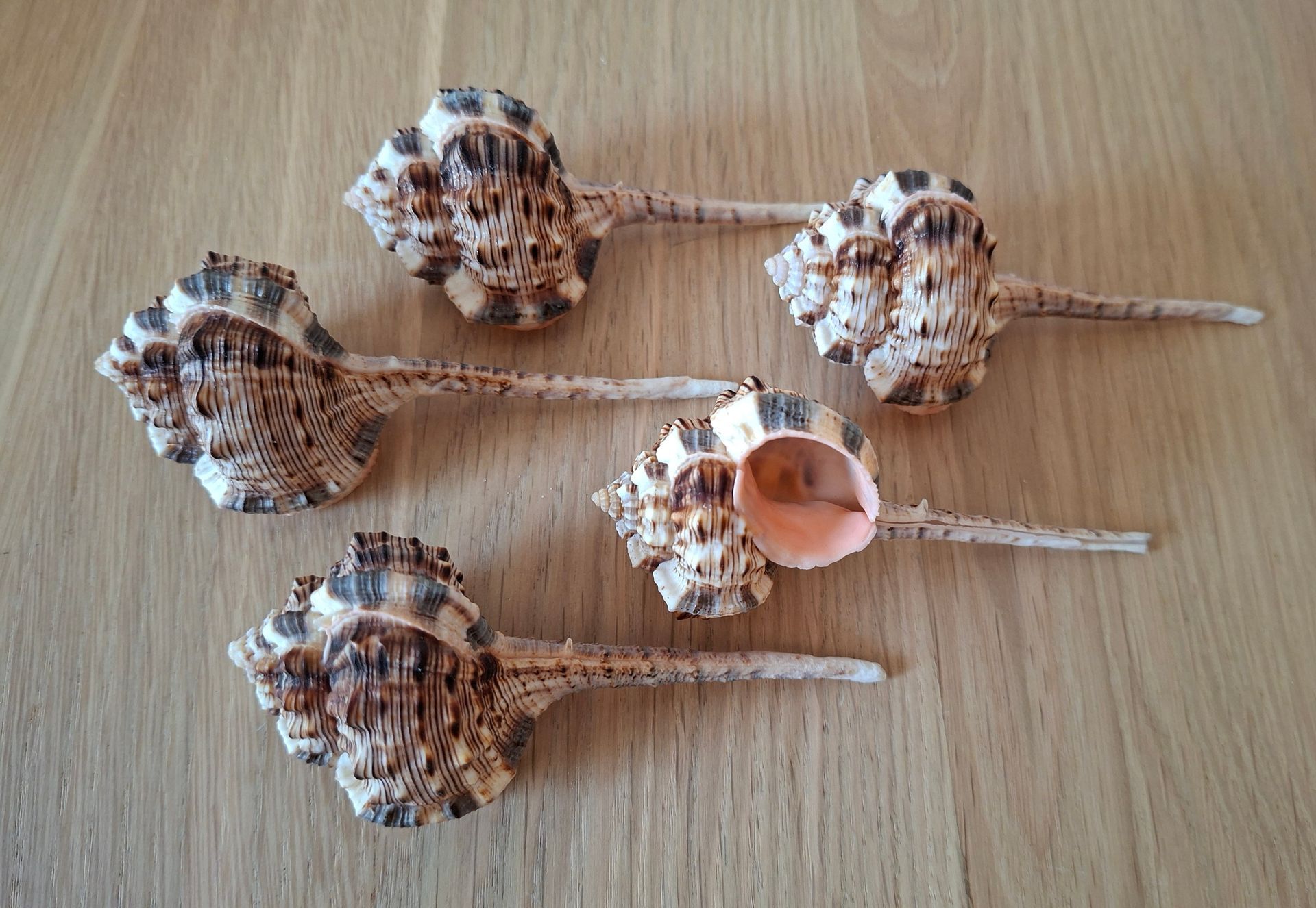 Murex Haustellum schelp