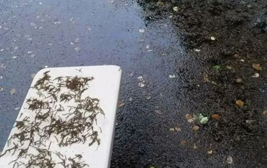 A white surface covered in wet, dark plant matter next to a wet, dark pavement area.